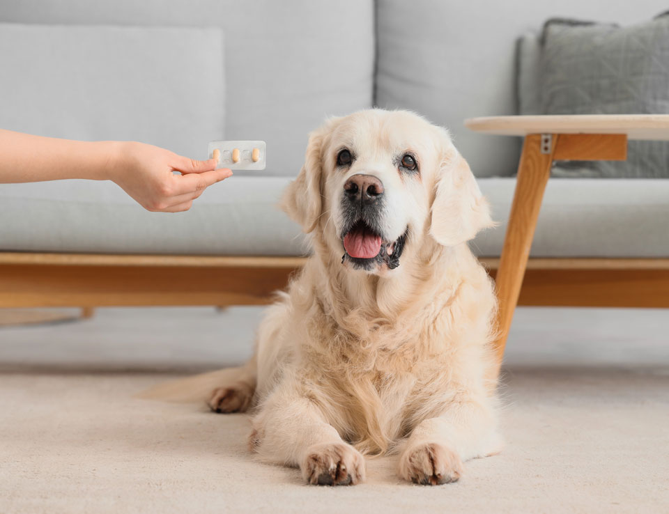 Pet Supplement Contract Manufacturing Services owner with blister pack with pills for dog