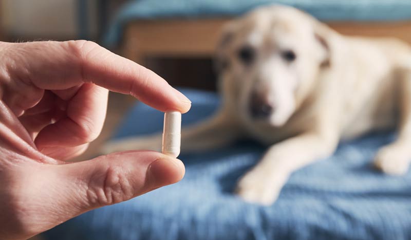 Pet Supplement Contract Manufacturing Services